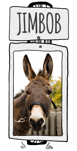 Jimbob the donkey at the Isle of Wight Donkey Sanctuary