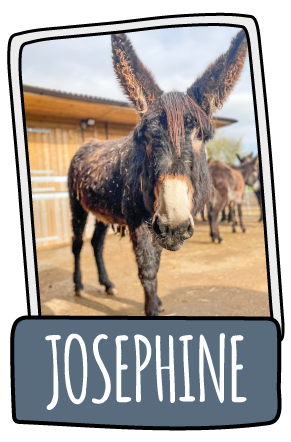 Josephine the donkey at the Isle of Wight Donkey Sanctuary
