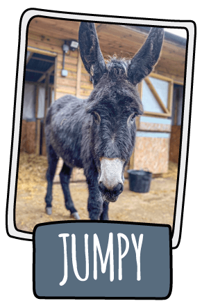 Jumpy the donkey at the Isle of Wight Donkey Sanctuary