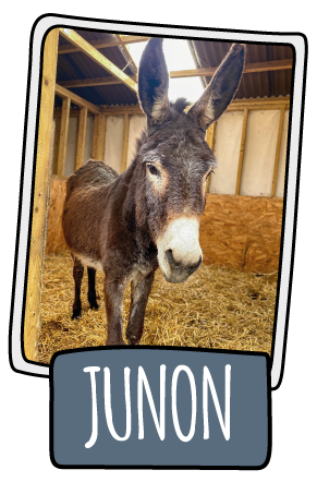 Junon the donkey at the Isle of Wight Donkey Sanctuary
