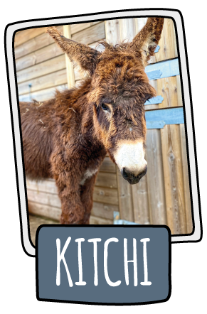 Kitchi the donkey at the Isle of Wight Donkey Sanctuary
