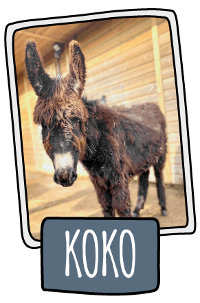 Koko the donkey at the Isle of Wight Donkey Sanctuary