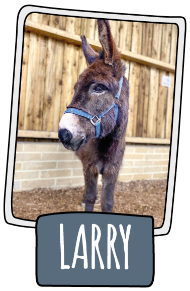 Larry the donkey at the Isle of Wight Donkey Sanctuary