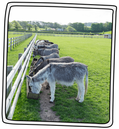 hahahahahaha - Picture of The Isle of Wight Donkey Sanctuary - Tripadvisor