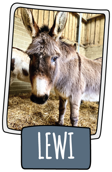 Lewi the donkey at the Isle of Wight Donkey Sanctuary