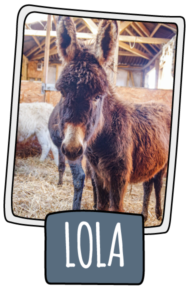 Lola the donkey at the Isle of Wight Donkey Sanctuary