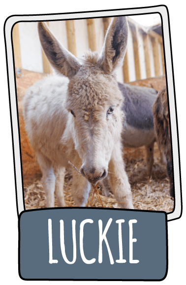 Luckie the donkey at the Isle of Wight Donkey Sanctuary