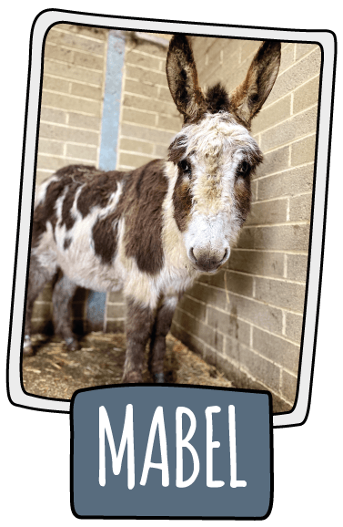 Mabel the donkey at the Isle of Wight Donkey Sanctuary
