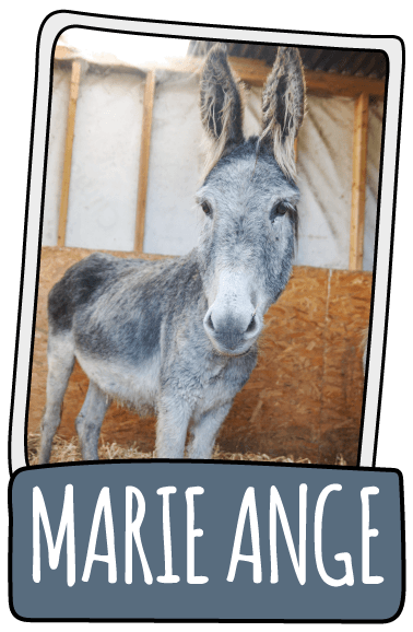 Marie Ange the donkey at the Isle of Wight Donkey Sanctuary