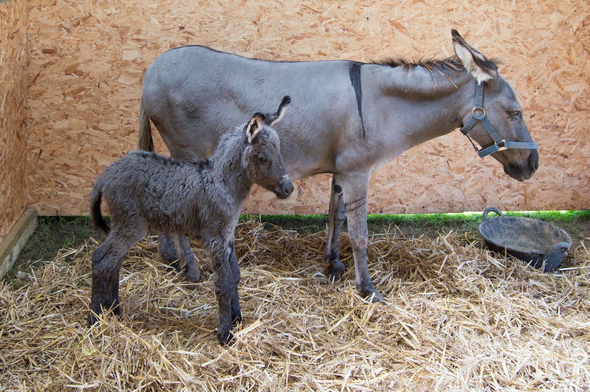 A donkey and a baby donkey standing next to each other