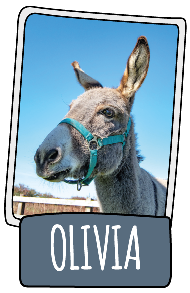 Olivia the donkey at the Isle of Wight Donkey Sanctuary