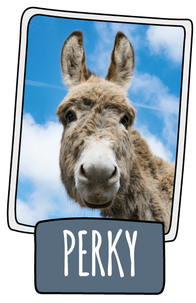 Perky the donkey at the Isle of Wight Donkey Sanctuary