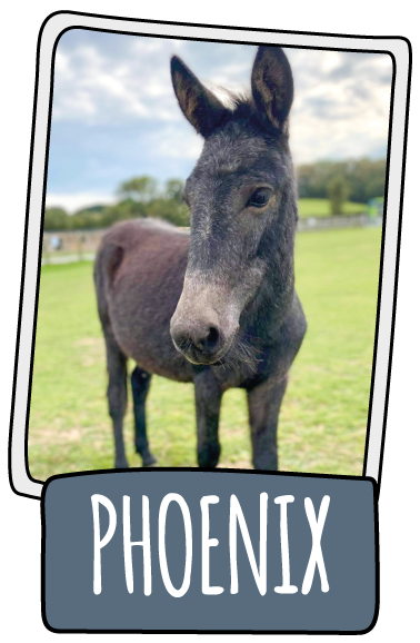 Phoenix the donkey at the Isle of Wight Donkey Sanctuary