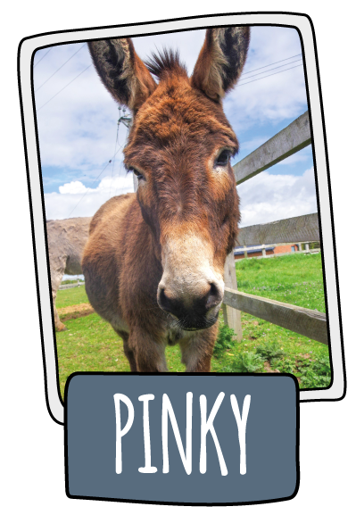 Pinky the donkey at the Isle of Wight Donkey Sanctuary