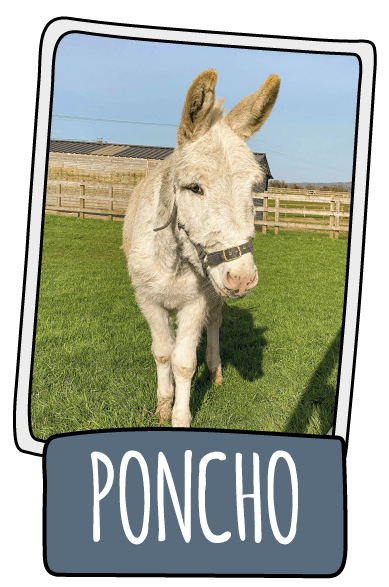 Poncho the donkey at the Isle of Wight Donkey Sanctuary