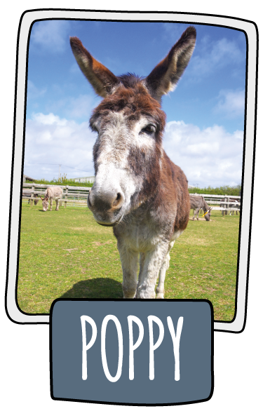 Poppy the donkey at the Isle of Wight Donkey Sanctuary