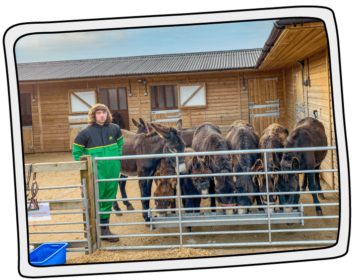 A picture of Poppy's Place barn with donkeys enjoying a drink and food from their trough at the Isle of Wight Donkey Sanctuary