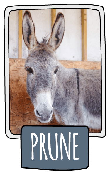 Prune the donkey at the Isle of Wight Donkey Sanctuary