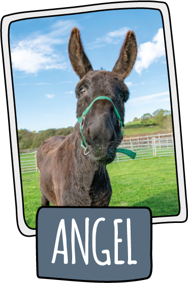 Angel the donkey at the Isle of Wight Donkey Sanctuary