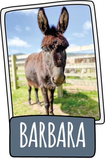 Barbara the donkey at the Isle of Wight Donkey Sanctuary