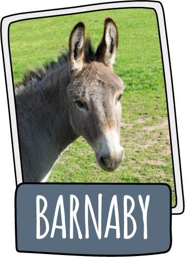 Barnaby the donkey at the Isle of Wight Donkey Sanctuary