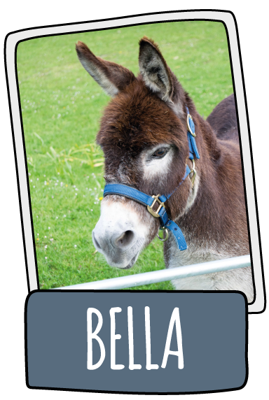 Bella the donkey at the Isle of Wight Donkey Sanctuary