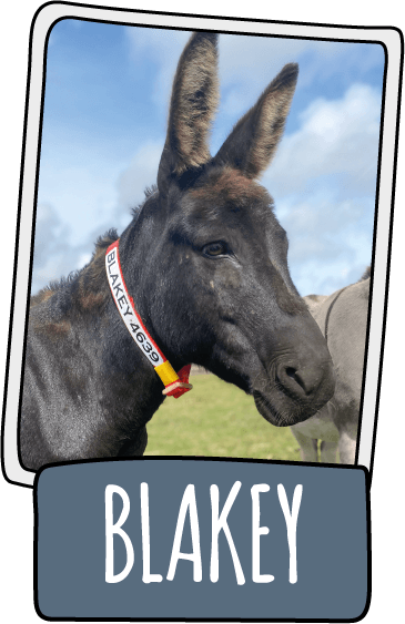 Blakey the donkey at the Isle of Wight Donkey Sanctuary