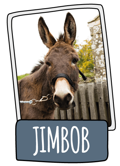 Jimbob the donkey at the Isle of Wight Donkey Sanctuary
