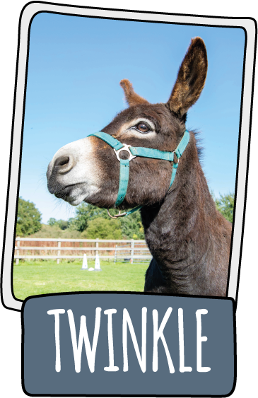 Twinkle the donkey at the Isle of Wight Donkey Sanctuary
