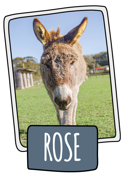 Rose the donkey at the Isle of Wight Donkey Sanctuary