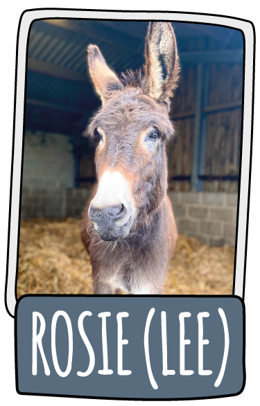 Rosie (Lee) the donkey at the Isle of Wight Donkey Sanctuary