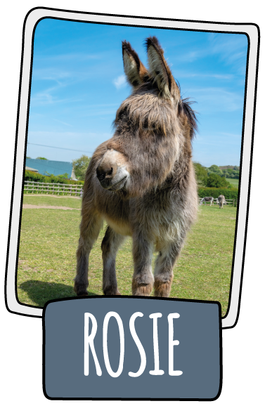 Rosie the donkey at the Isle of Wight Donkey Sanctuary