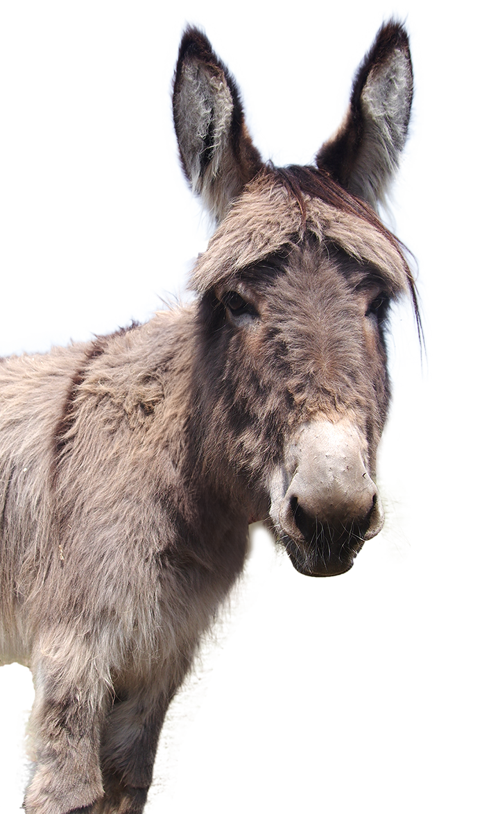 A donkey walking with no background at the Isle of Wight Donkey Sanctuary