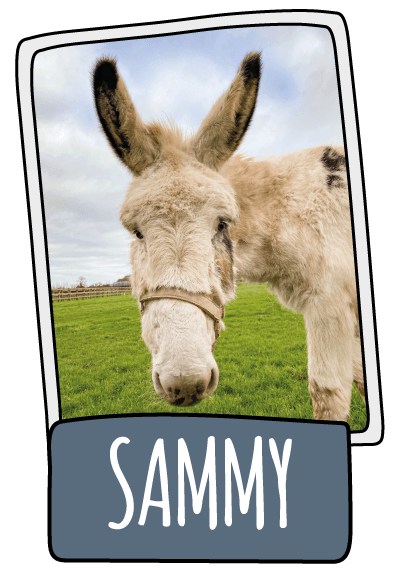 Sammy the donkey at the Isle of Wight Donkey Sanctuary