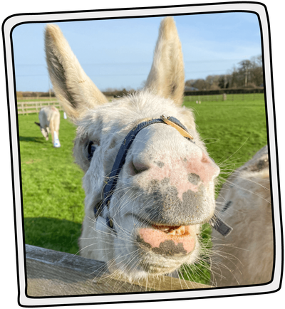 hahahahahaha - Picture of The Isle of Wight Donkey Sanctuary - Tripadvisor