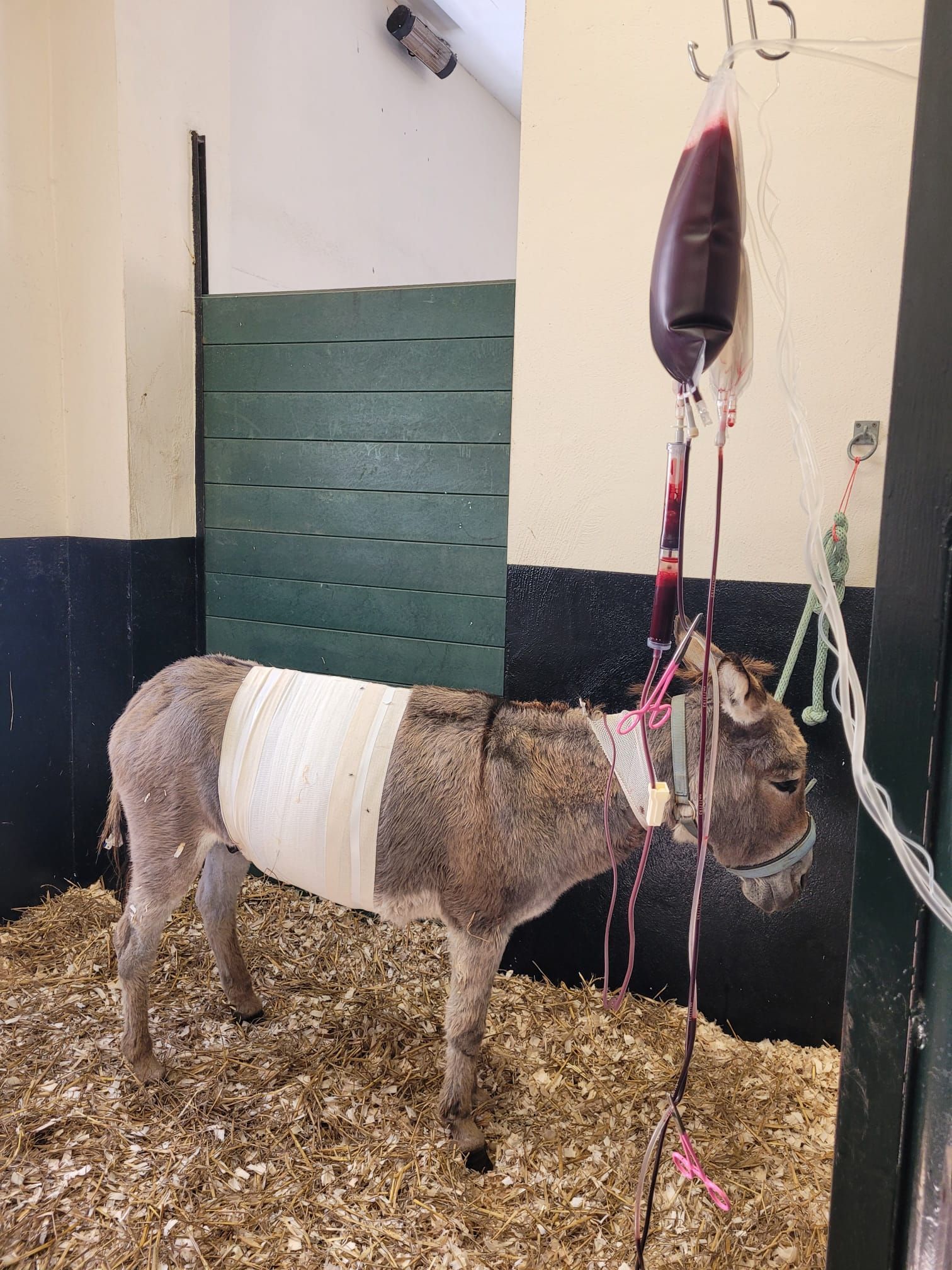 donkey with bandages and a drip