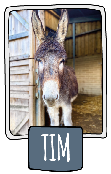 Tim the donkey at the Isle of Wight Donkey Sanctuary