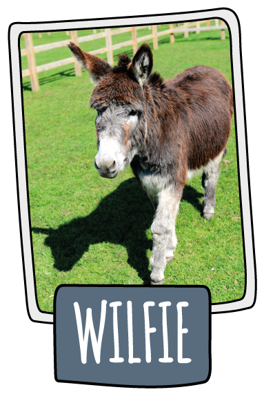 Wilfie the donkey at the Isle of Wight Donkey Sanctuary