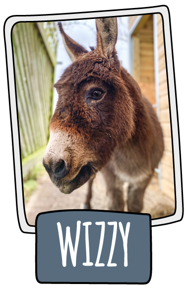 Wizzy the donkey at the Isle of Wight Donkey Sanctuary