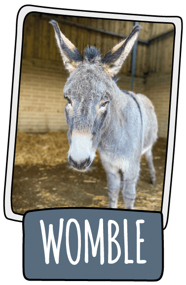Womble the donkey at the Isle of Wight Donkey Sanctuary