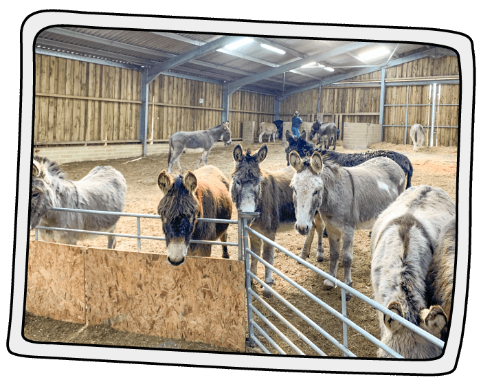 Donkeys playing a woodchip paddock inside a barn at the Isle of Wight Donkey Sanctuary