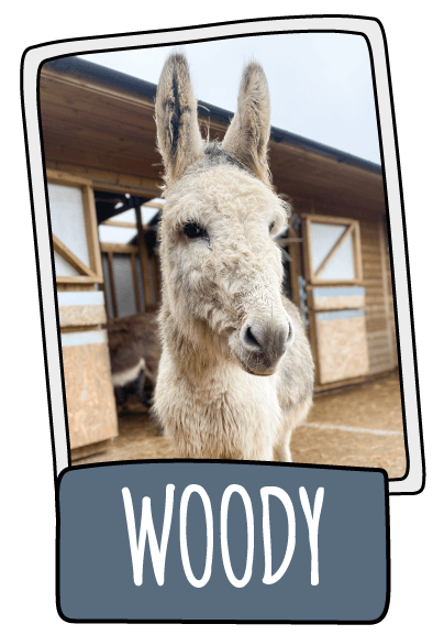 Woody the donkey at the Isle of Wight Donkey Sanctuary