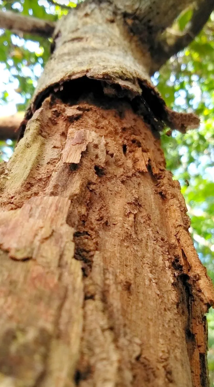 Close-up view of a tree trunk with peeling brown bark, revealing a rough, textured interior. Green foliage in the background.