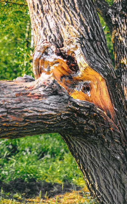 A tree with a branch growing through its trunk, showing orange wood and textured bark. Green grass in the background.
