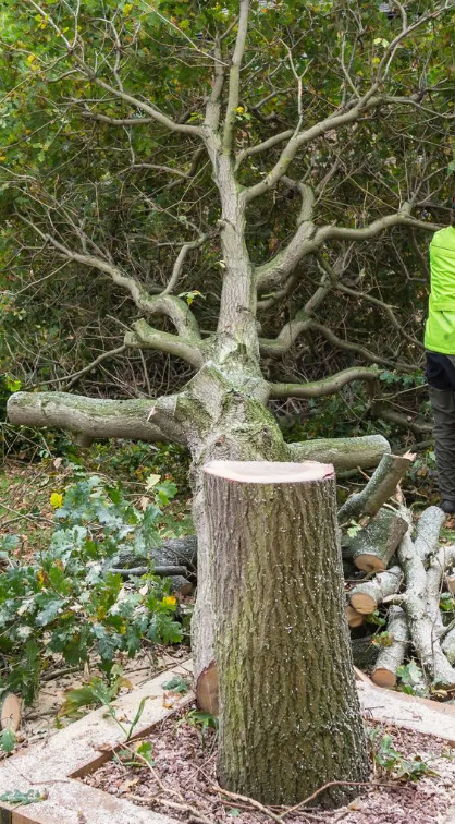 Tree trunk with a cut section, partially fallen tree in the background. A person in a yellow vest is to the right.