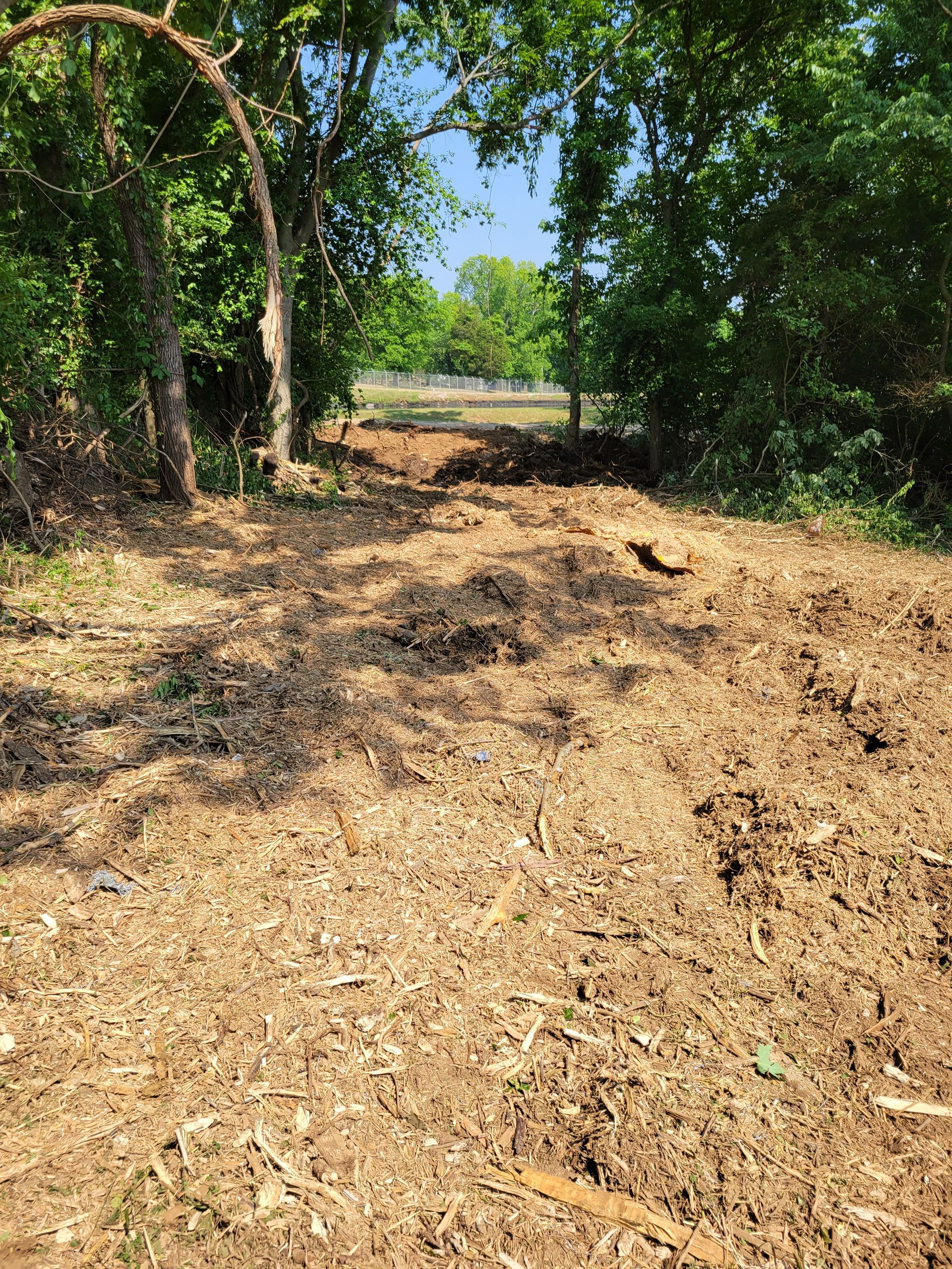 A dirt road in the middle of a forest with trees in the background.