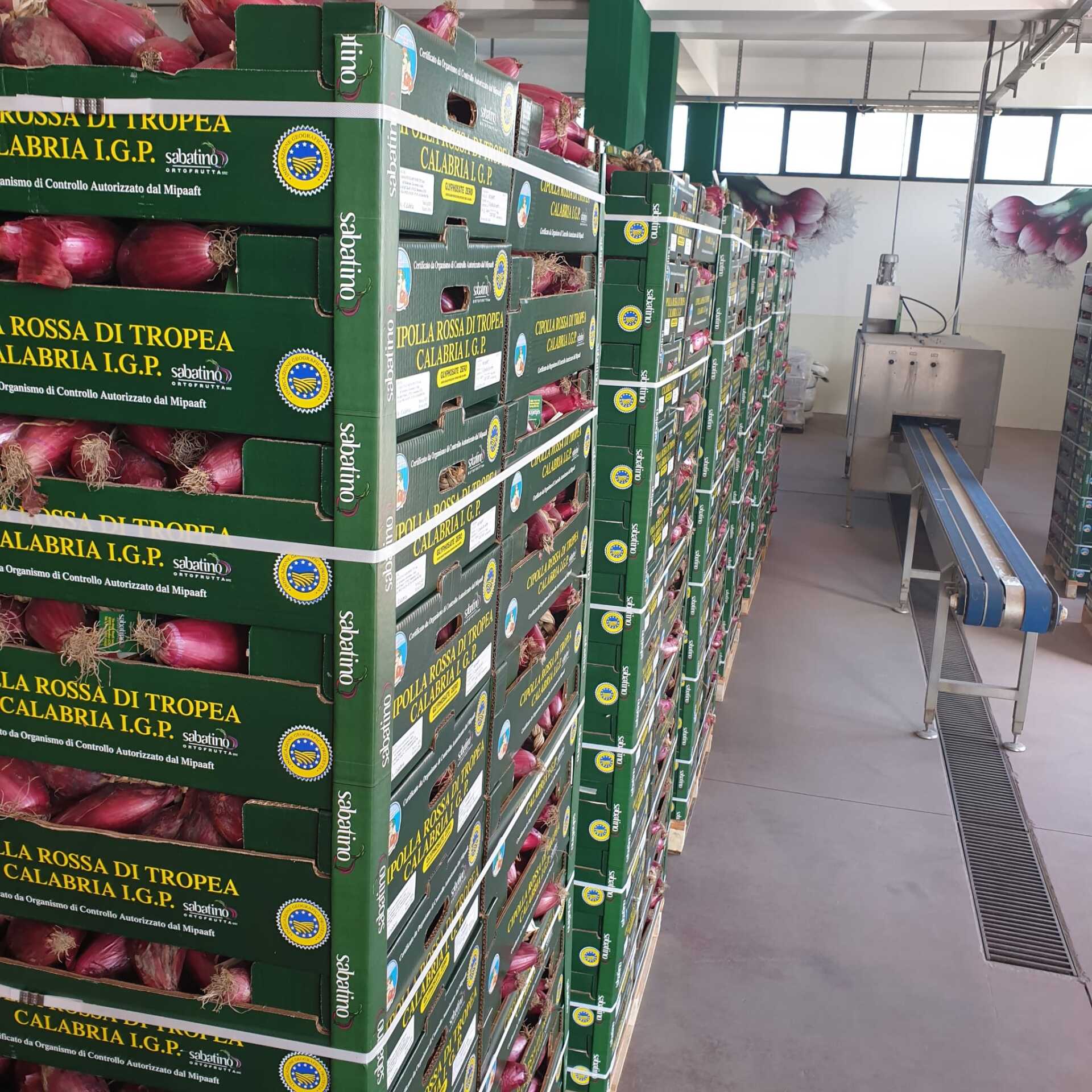 fornitura all'ingrosso di cipolla rossa di Tropea IGP