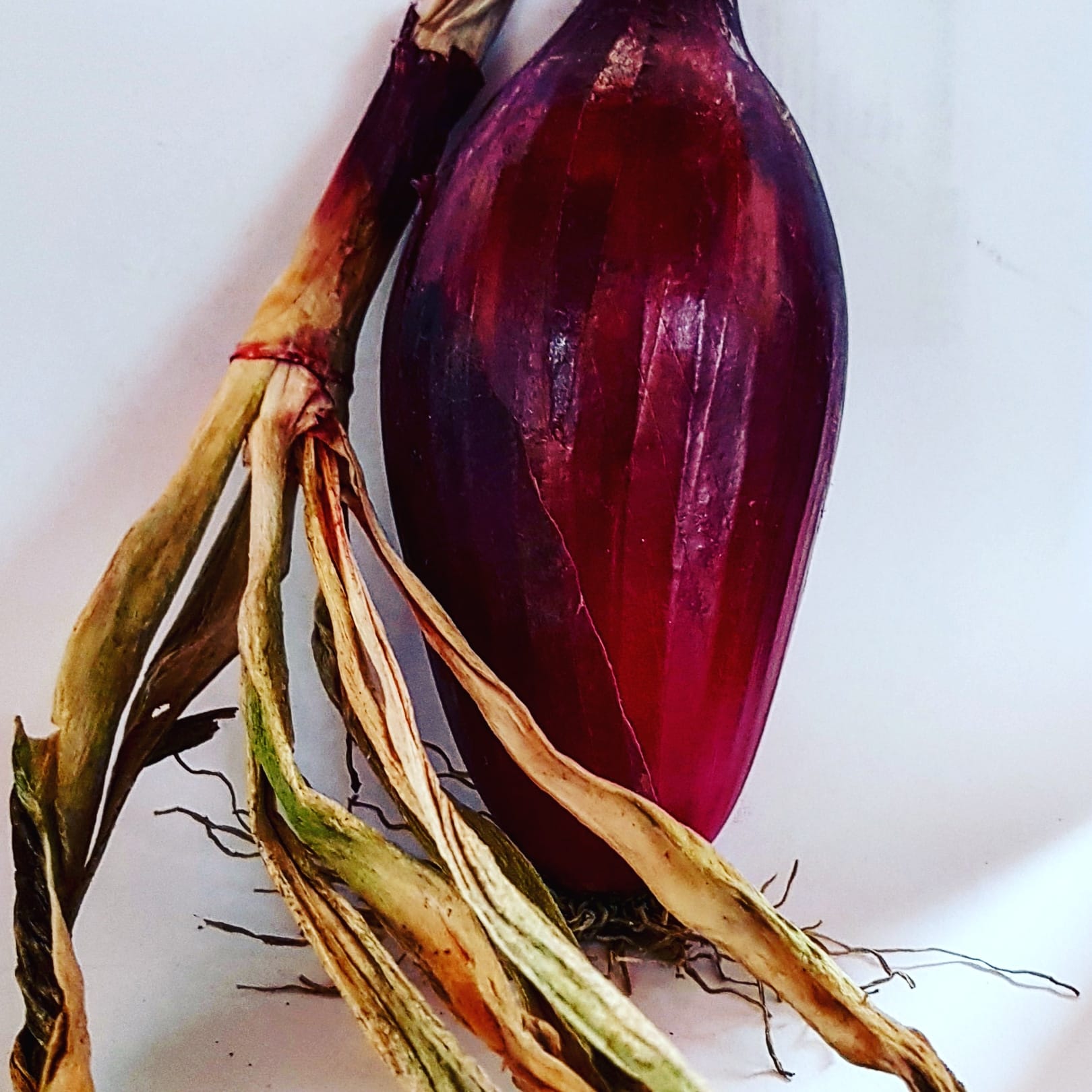 cipolla rossa di Tropea di produzione propria