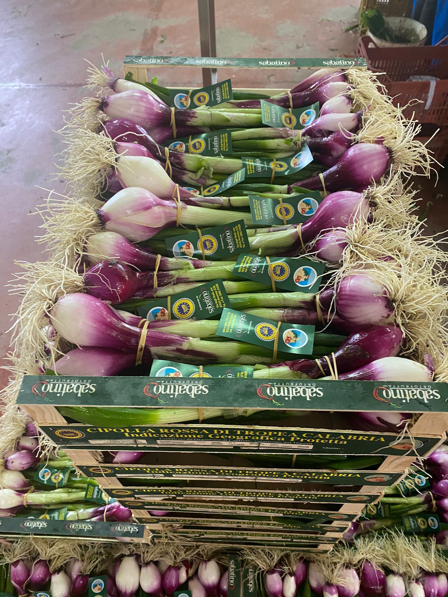 fornitura di cipollotti rossi