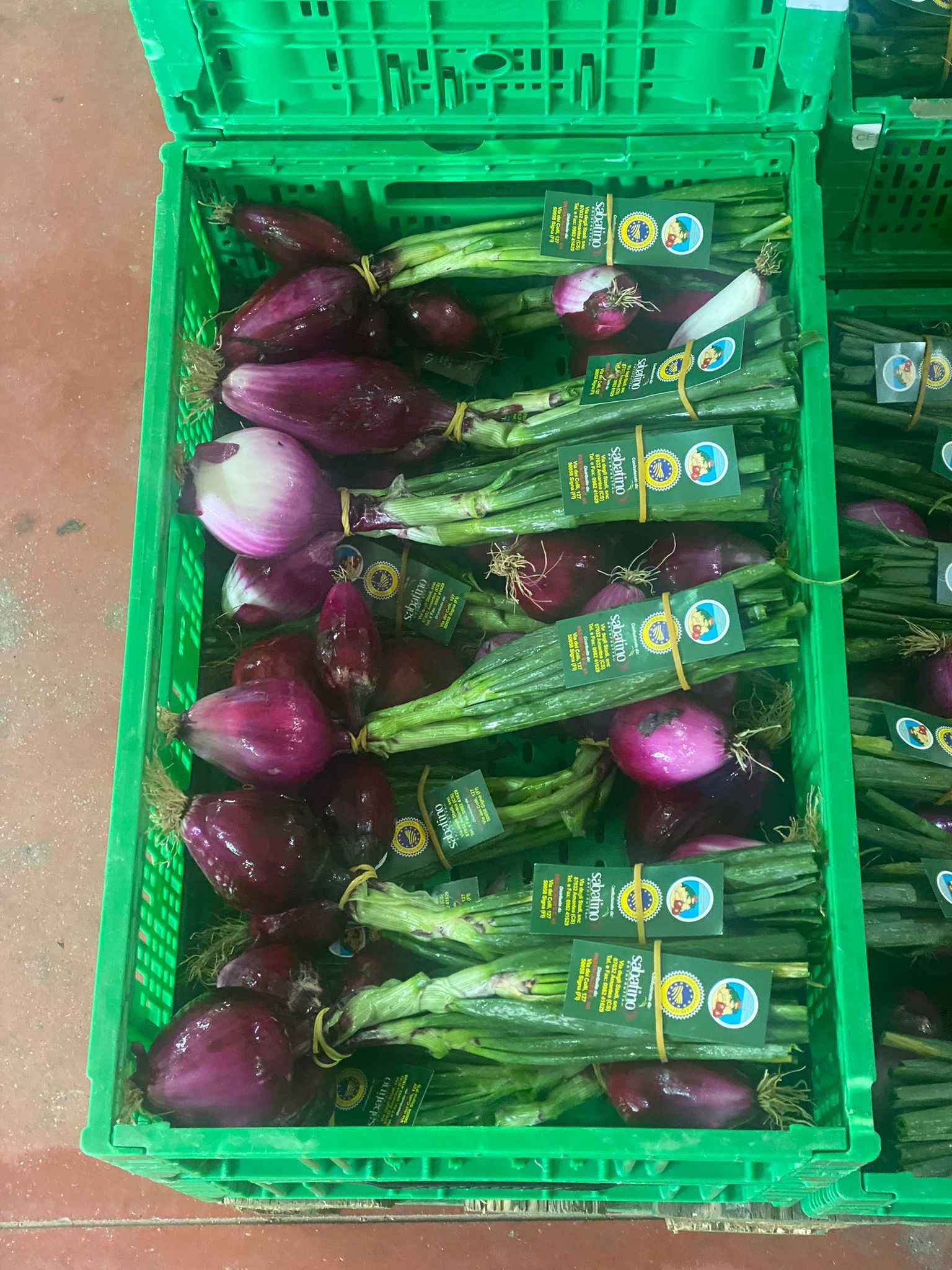 raccolta di cipollotti rossi di Tropea